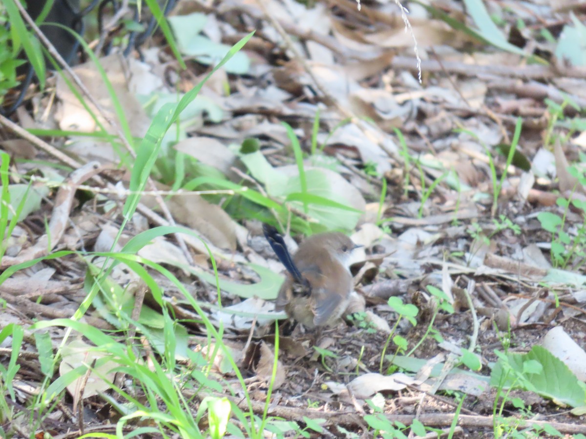 Superb Fairywren - ML621695939