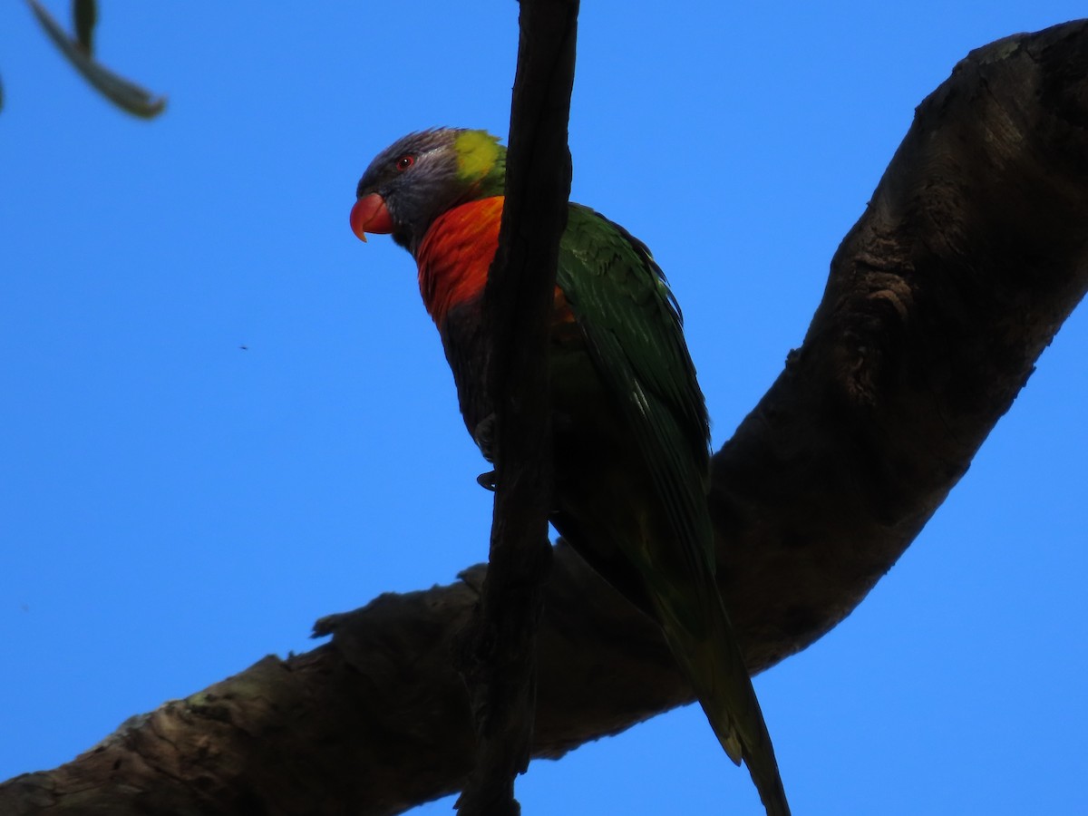 Rainbow Lorikeet - ML621695940