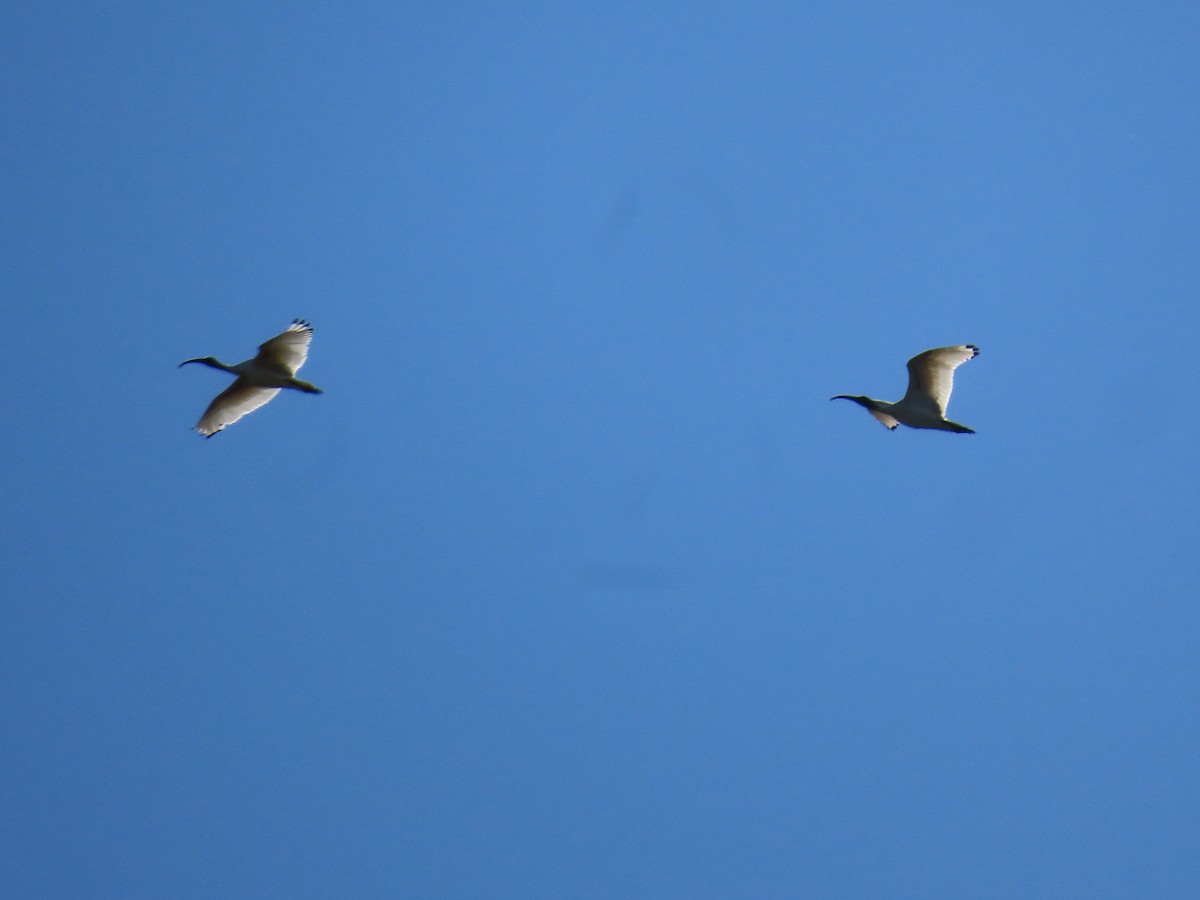 ibis australský - ML621695949