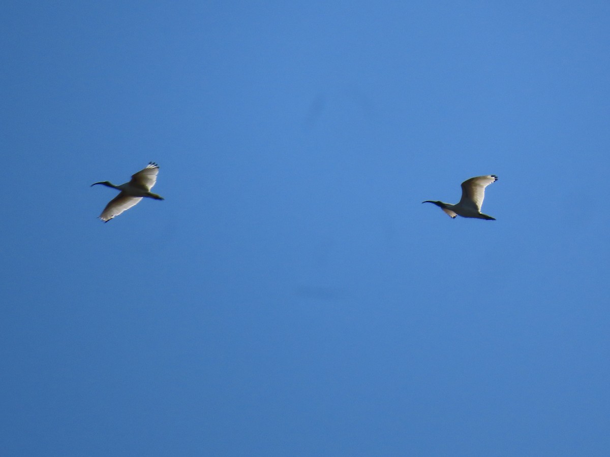 Australian Ibis - ML621695949