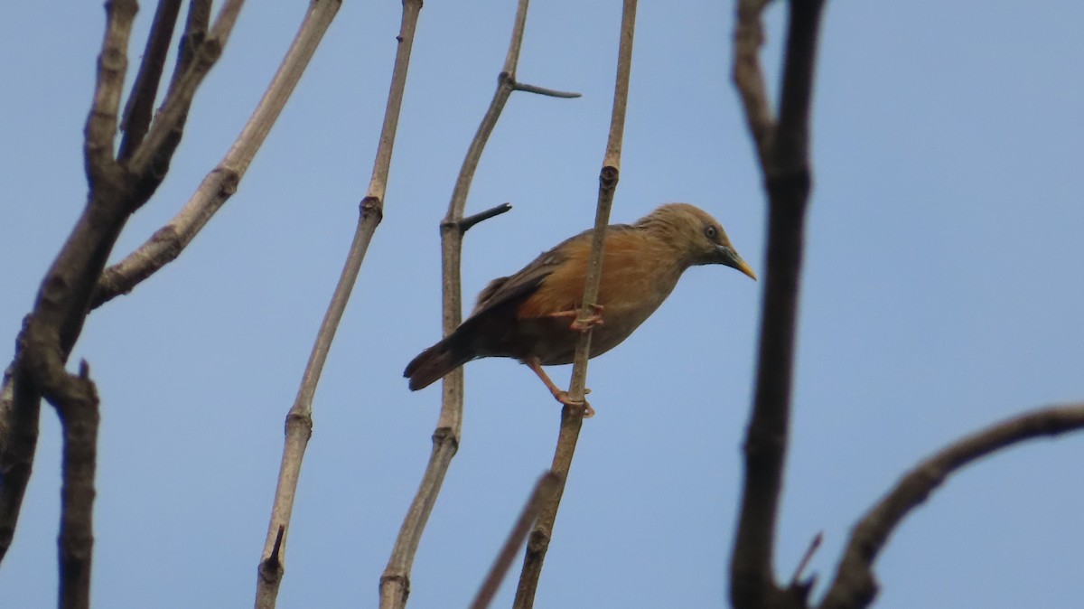 Chestnut-tailed Starling - ML621695957