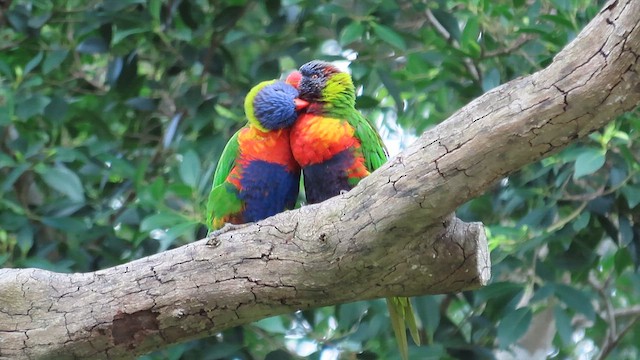 Rainbow Lorikeet - ML621695959