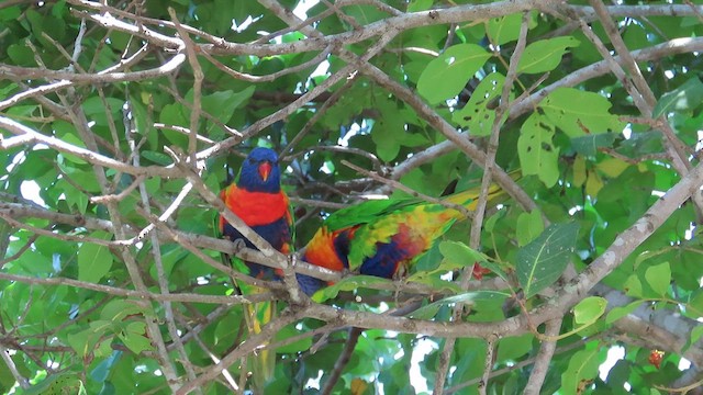 Rainbow Lorikeet - ML621695960