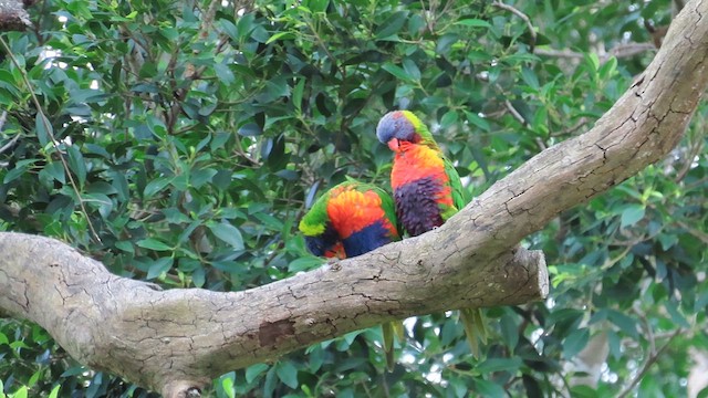 Rainbow Lorikeet - ML621695966