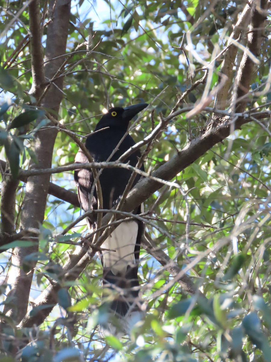 Pied Currawong - ML621695971