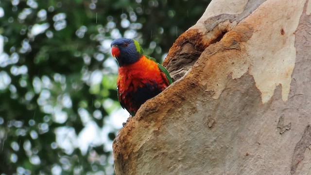 Rainbow Lorikeet - ML621695972