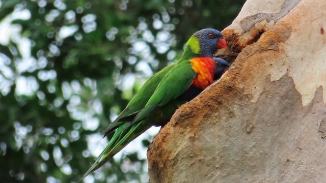 Rainbow Lorikeet - ML621695973