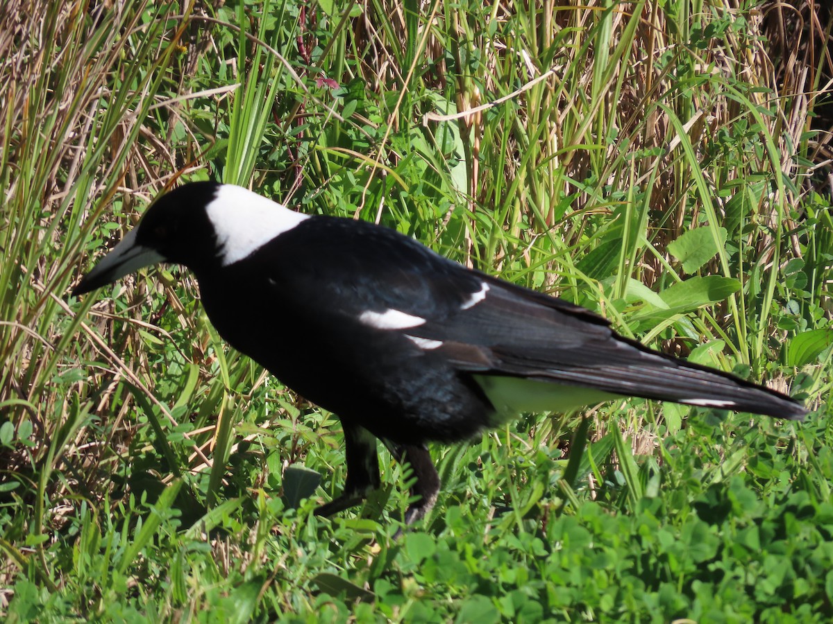 Australian Magpie (Black-backed) - ML621695984