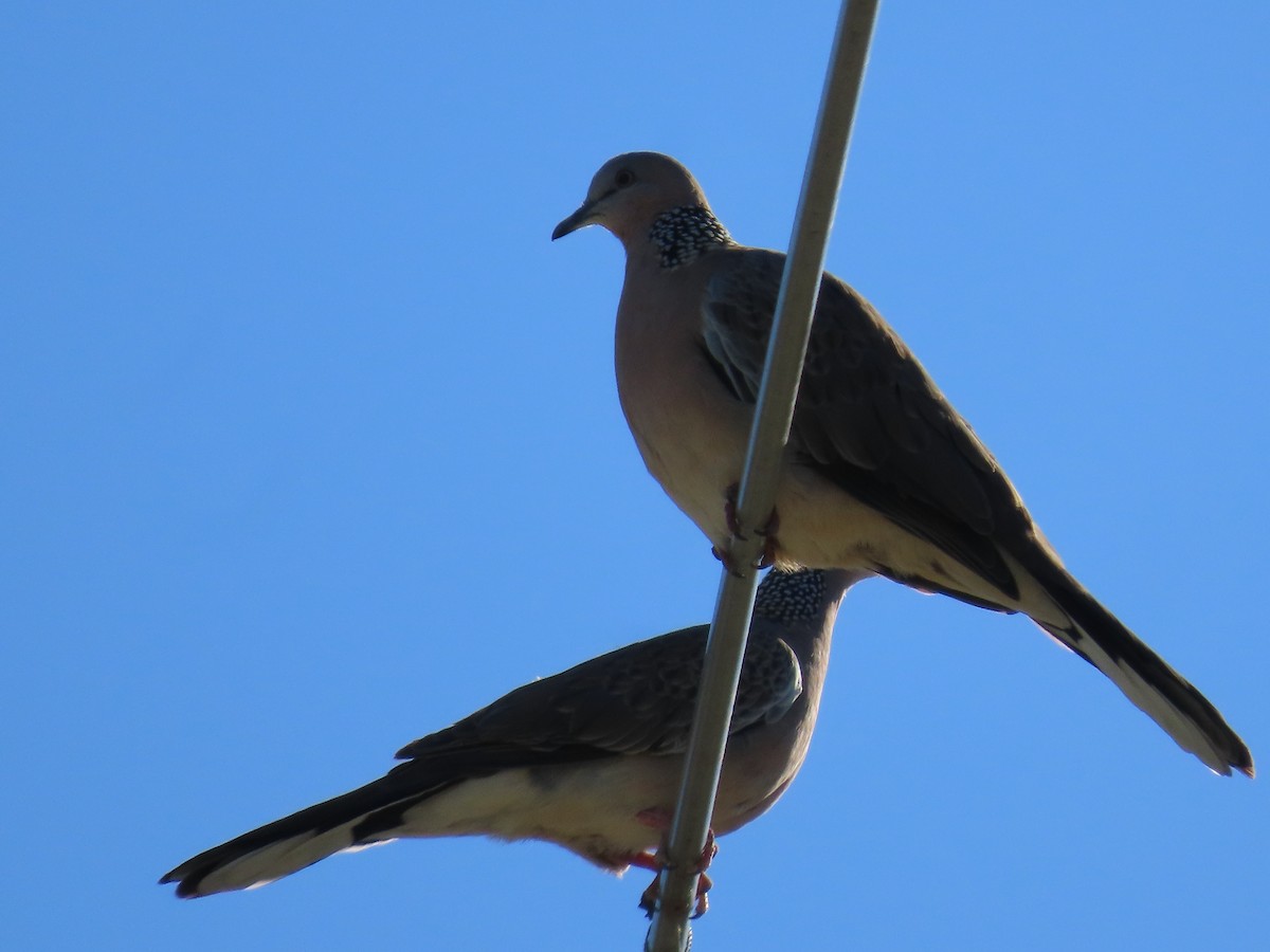 Spotted Dove - ML621695988