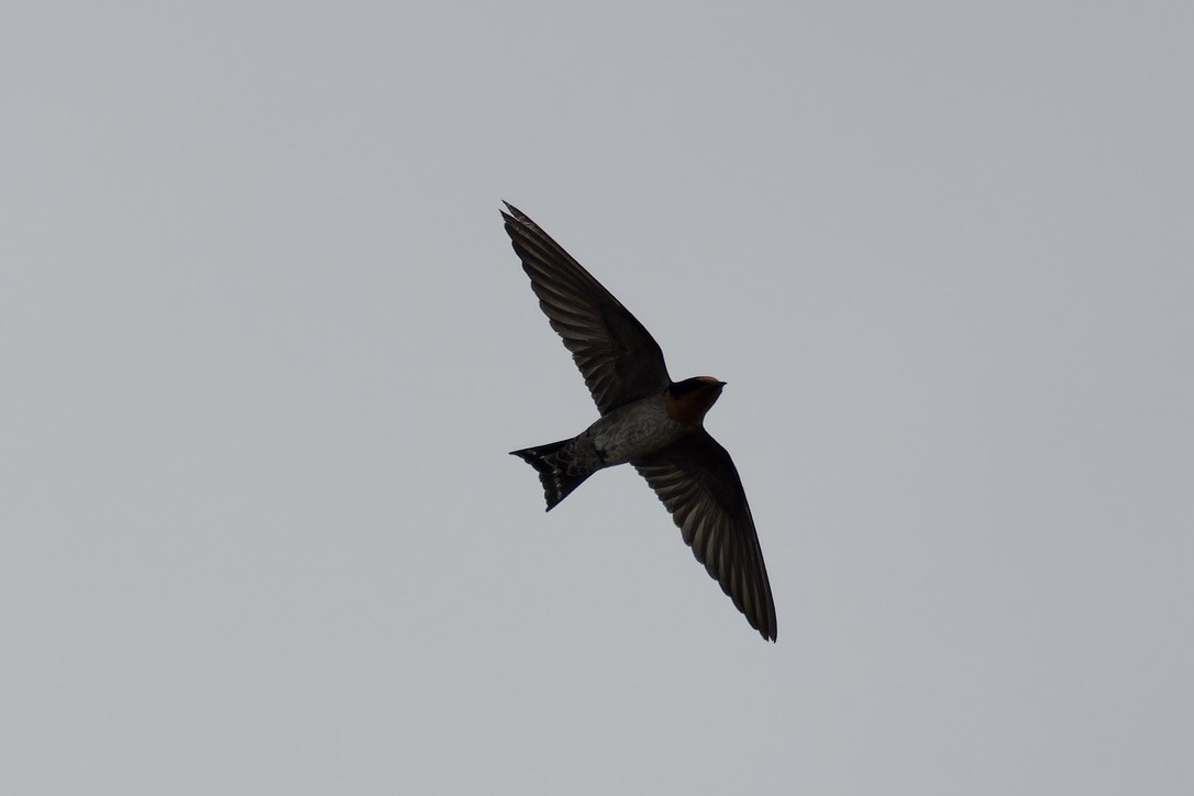 Pacific Swallow - ML621695990