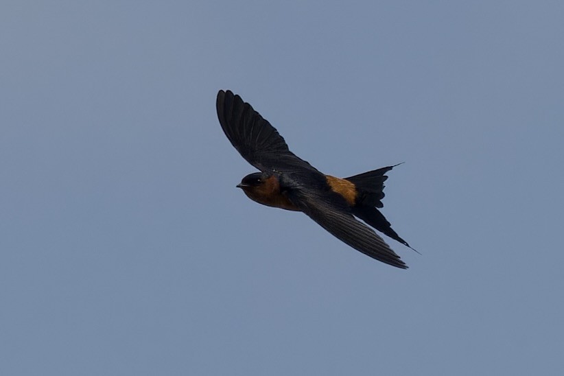 Rufous-bellied Swallow - ML621695991