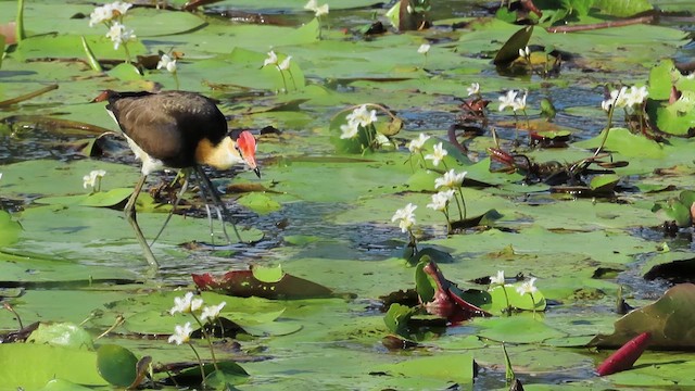 Comb-crested Jacana - ML621695995