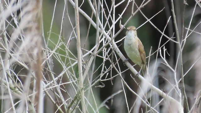 Australian Reed Warbler - ML621696007