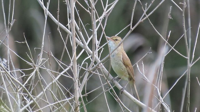 Australian Reed Warbler - ML621696008