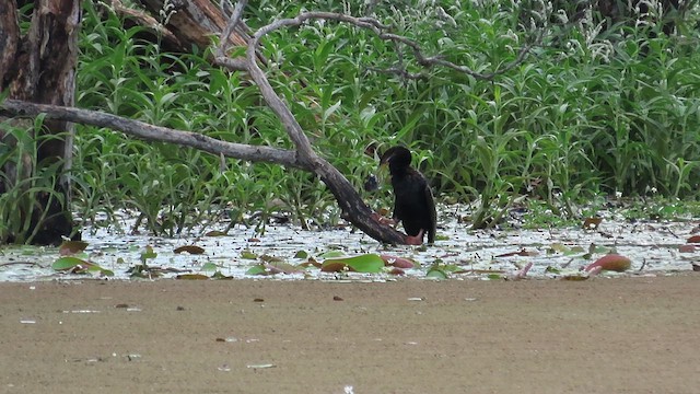 Anhinga Australiana - ML621696013