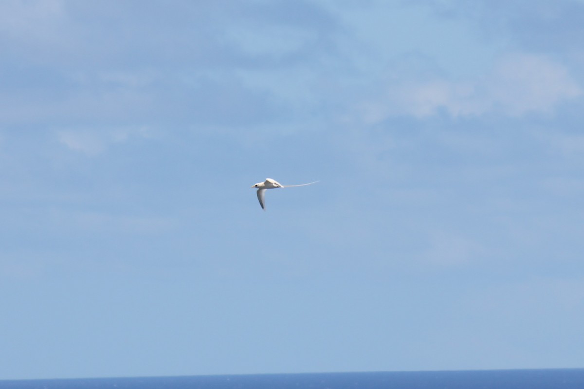 White-tailed Tropicbird - ML621696100