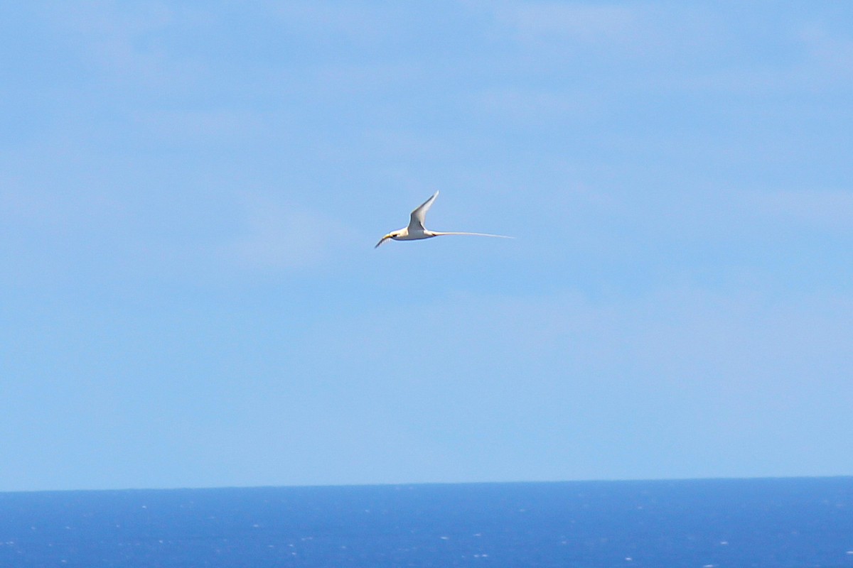 White-tailed Tropicbird - ML621696101