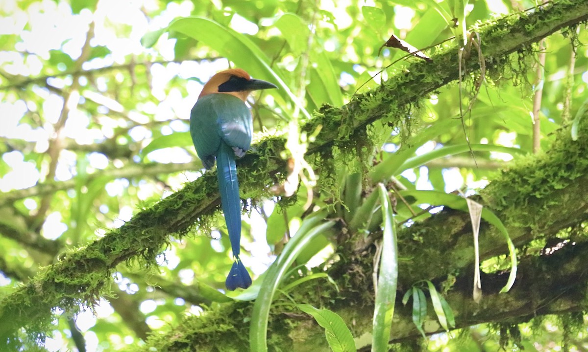 Rufous Motmot - ML621696114