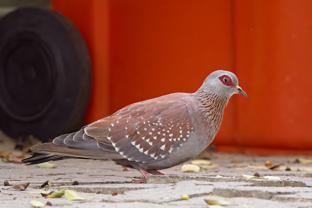 Speckled Pigeon - Paul McDonald