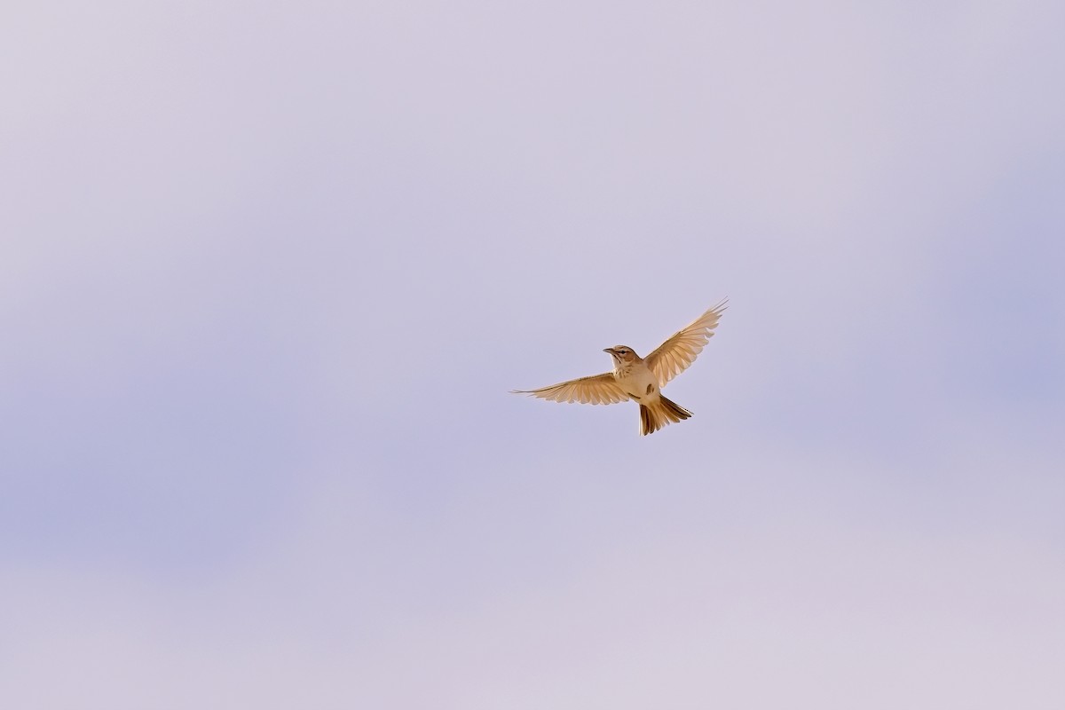 Dune Lark (Dune) - ML621696139