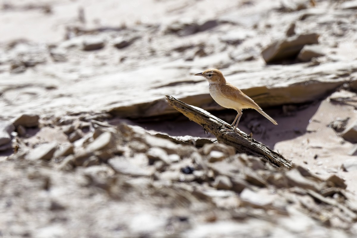 Dune Lark (Dune) - ML621696140