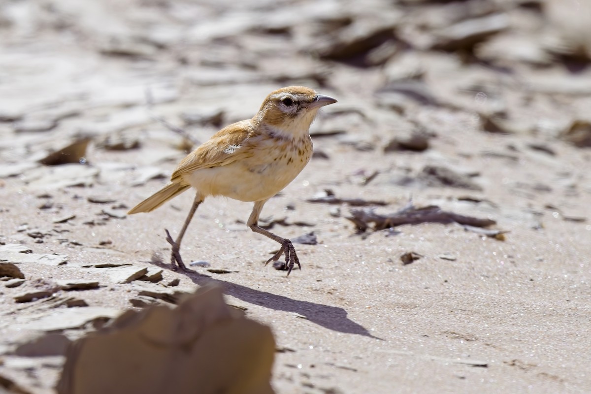 Dune Lark (Dune) - ML621696141