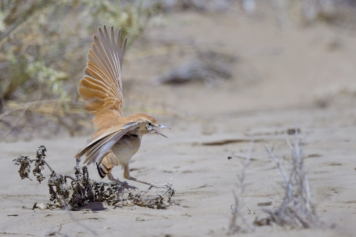 Dune Lark (Dune) - ML621696142