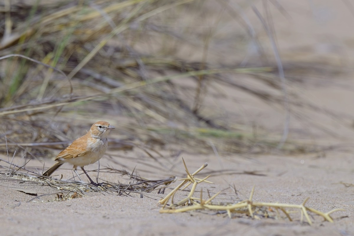 Dune Lark (Dune) - ML621696143