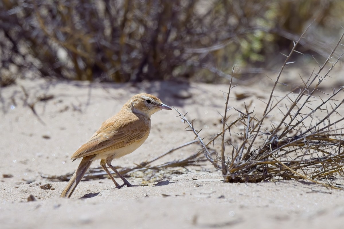 Dune Lark (Dune) - ML621696146