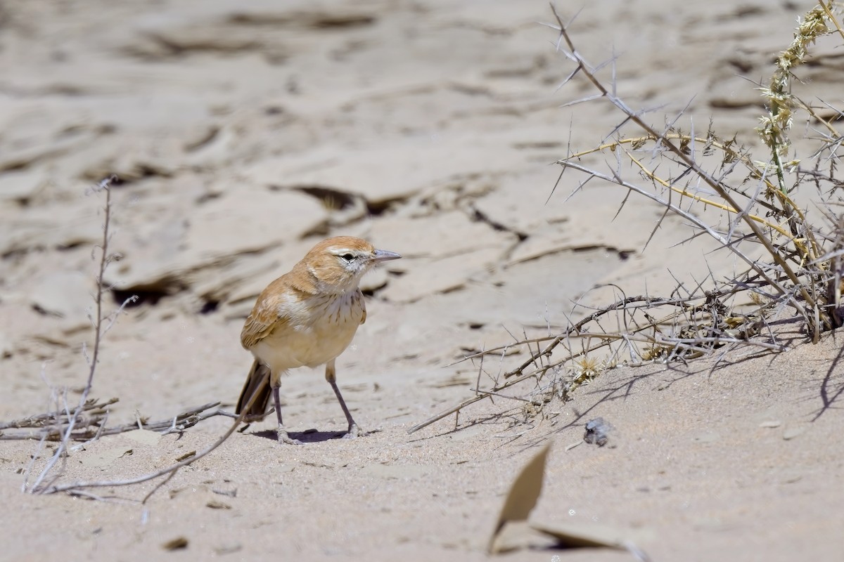 Dune Lark (Dune) - ML621696147