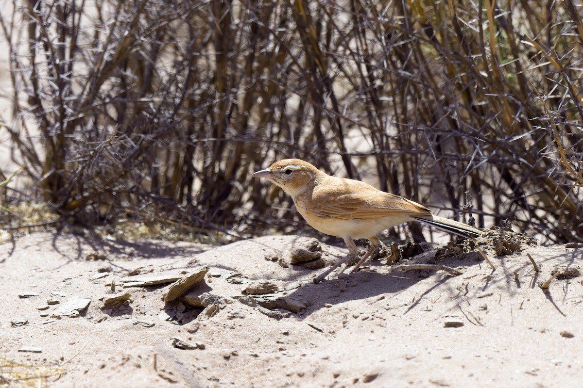 Dune Lark (Dune) - ML621696148