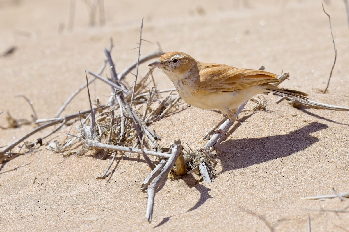 Dune Lark (Dune) - ML621696149