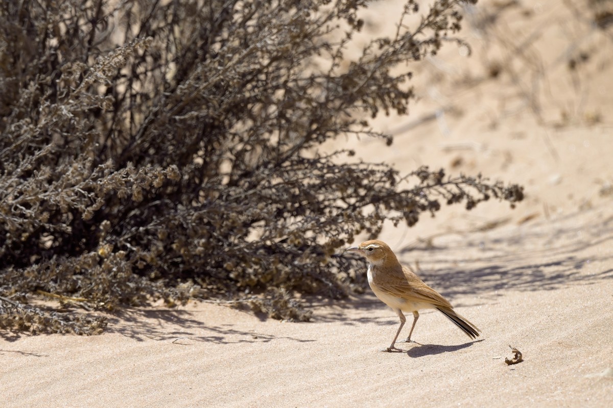 Dune Lark (Dune) - ML621696150