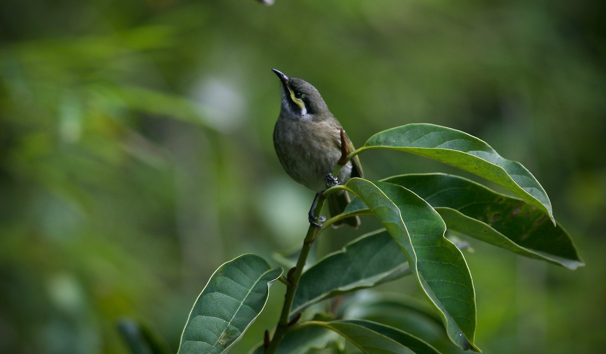 Yellow-faced Honeyeater - ML621696225