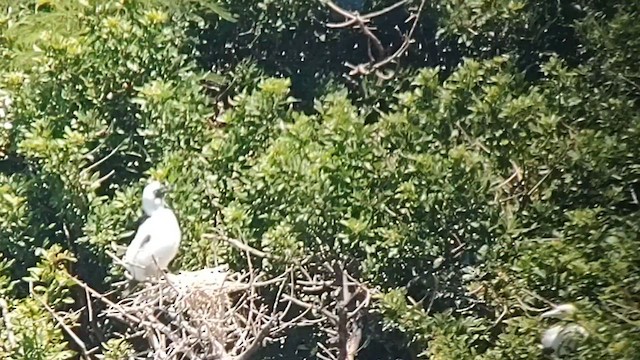 Red-footed Booby - ML621696235