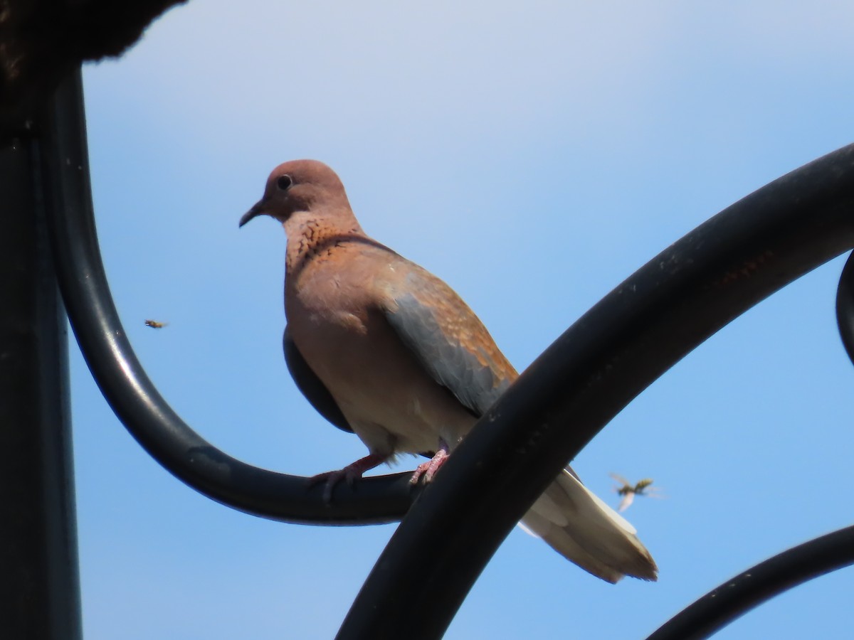 Laughing Dove - ML621696515