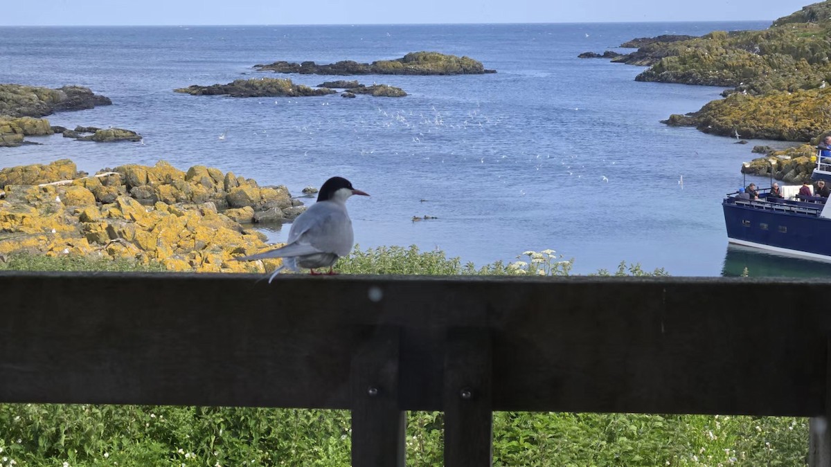 Arctic Tern - ML621696601