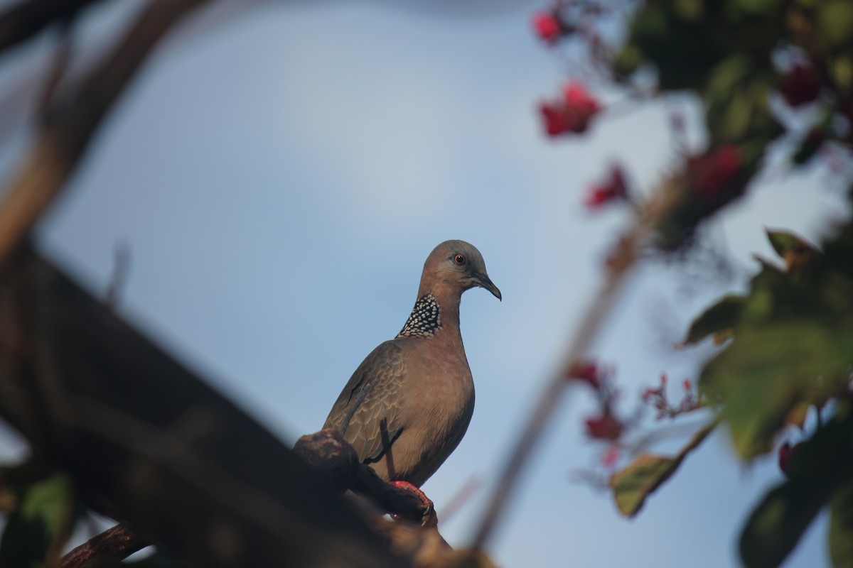 Spotted Dove - ML621696644