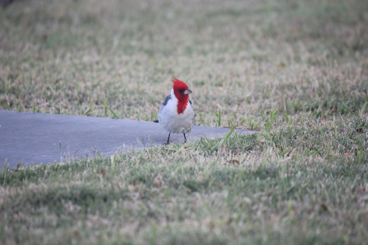 Red-crested Cardinal - ML621696654