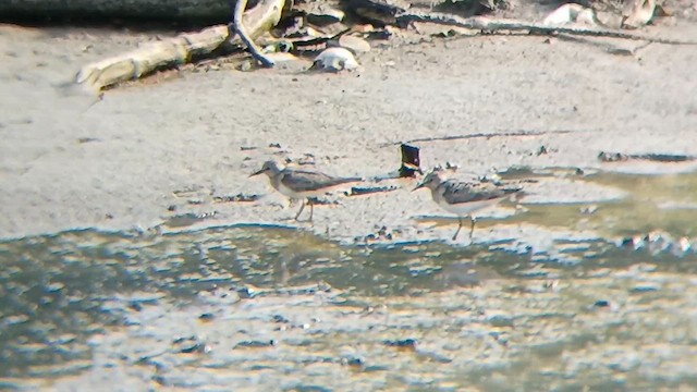 Temminck's Stint - ML621696749