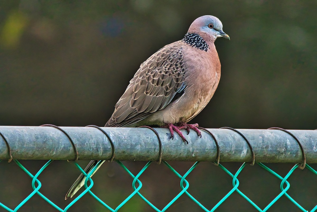 Spotted Dove (Eastern) - ML621696755