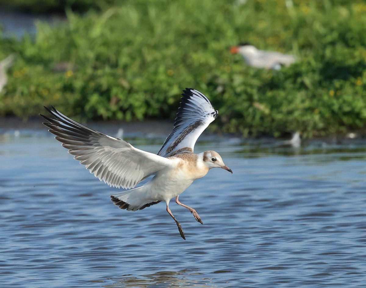 Black-headed Gull - ML621696811