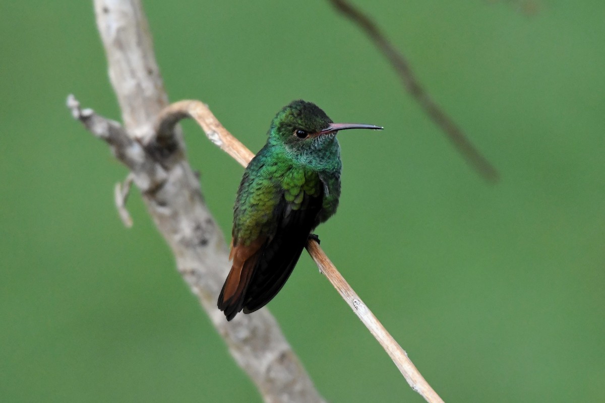 Rufous-tailed Hummingbird - ML621696948