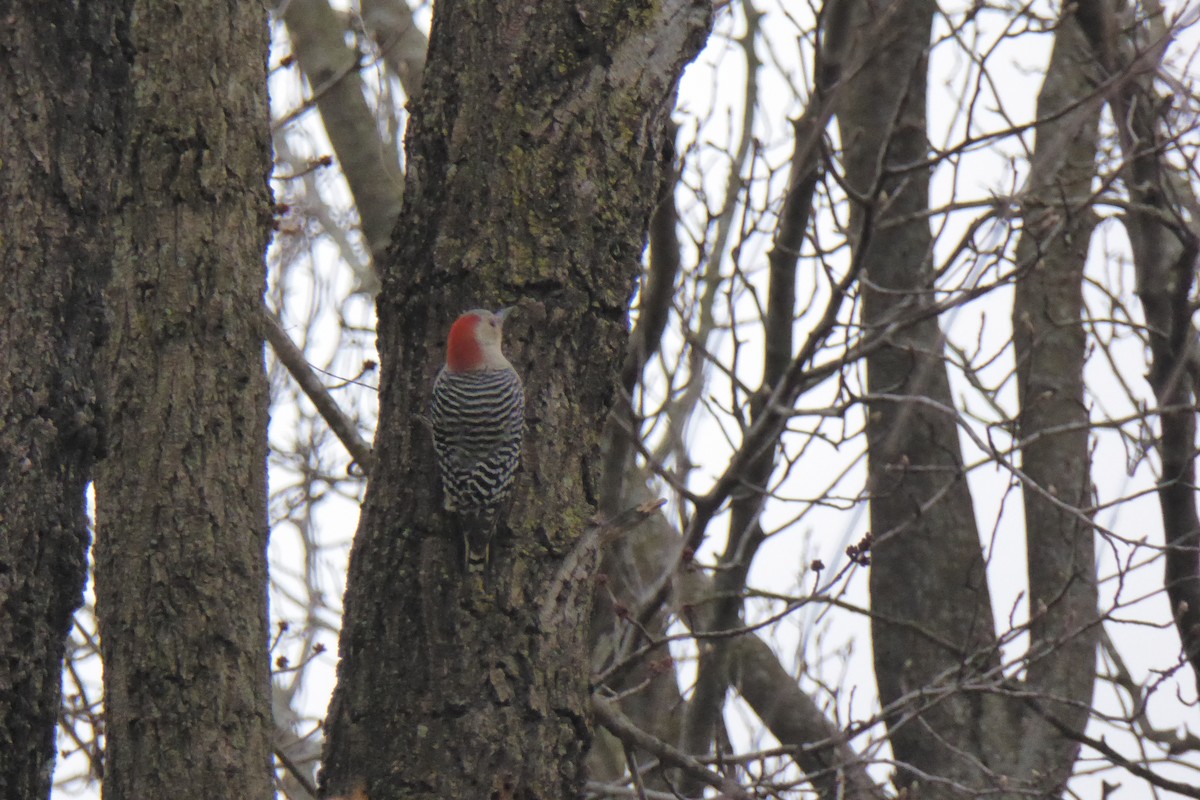 Red-bellied Woodpecker - ML621696950
