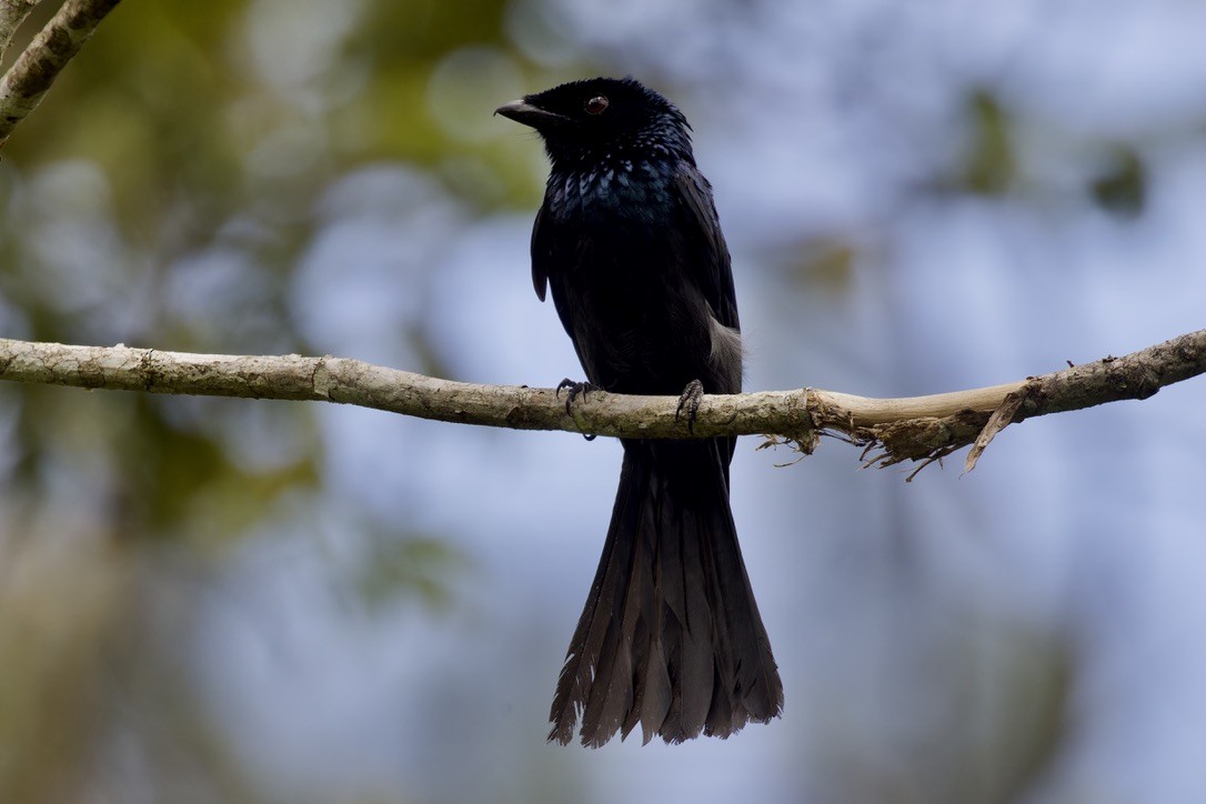Lesser Racket-tailed Drongo - ML621696958