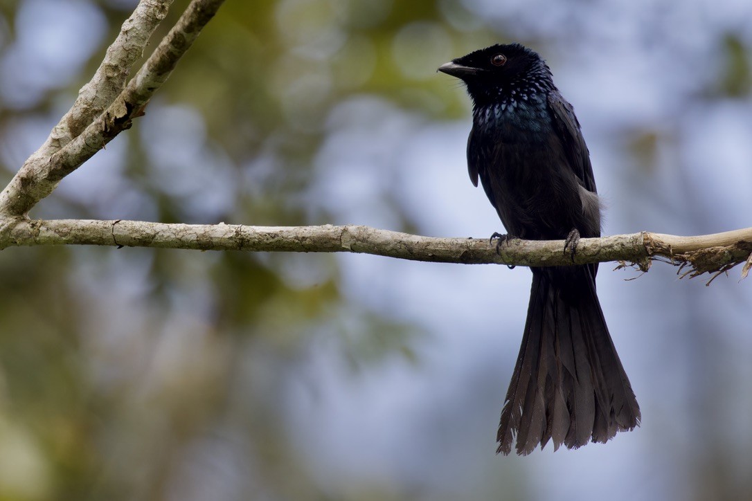 Lesser Racket-tailed Drongo - ML621696959