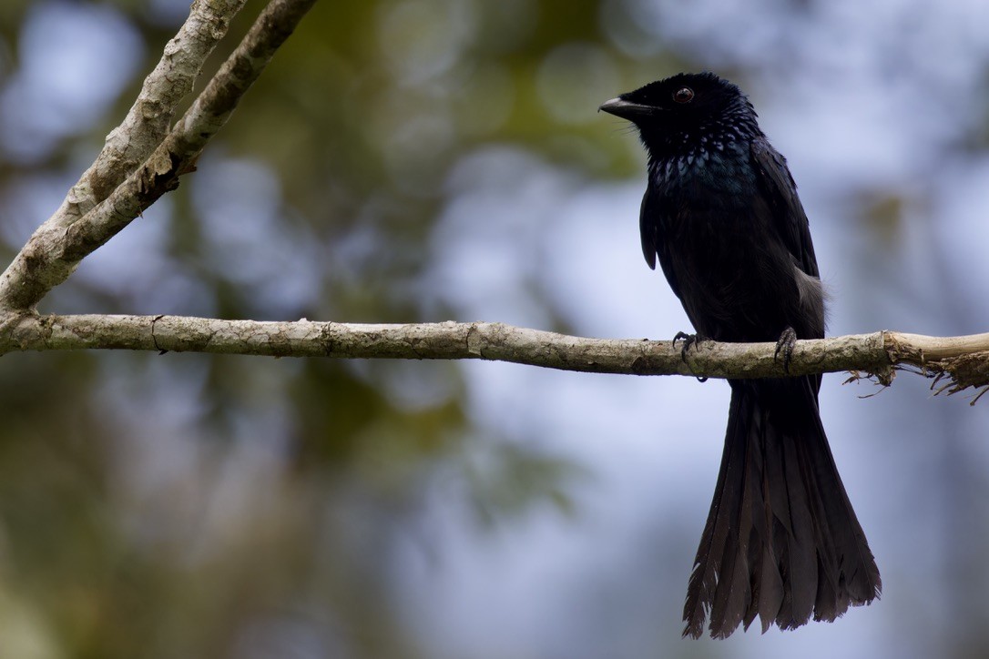 Lesser Racket-tailed Drongo - ML621696960