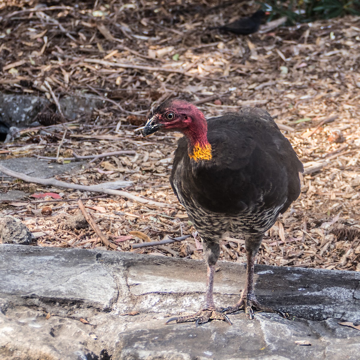 Australian Brushturkey - ML621696971