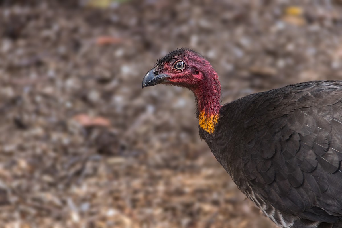 Australian Brushturkey - ML621696972