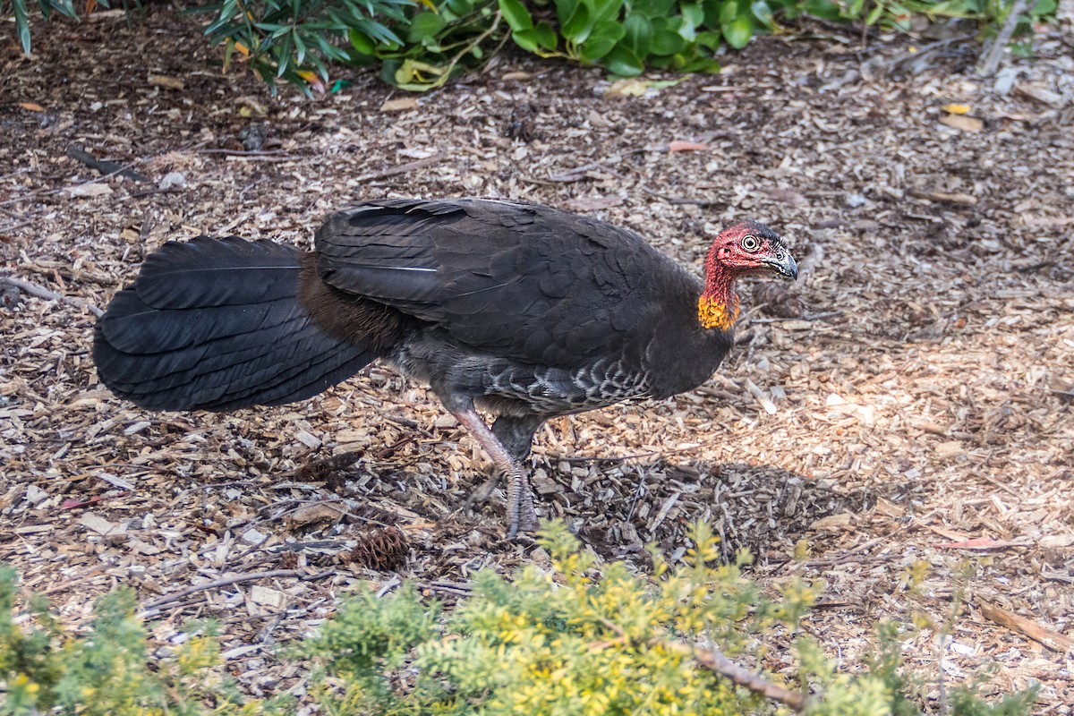 Australian Brushturkey - ML621696973